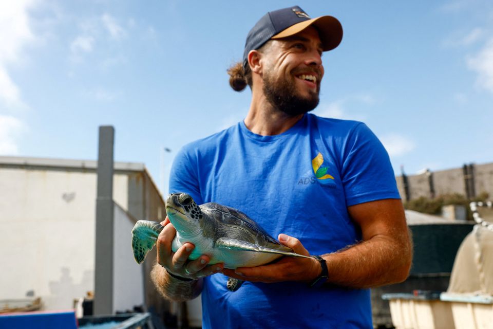 Marine biologist Alejandro Usategui is holding Solstice the turtle at the Wildlife Recovery Centre in Gran Canaria. Photo: Reuters