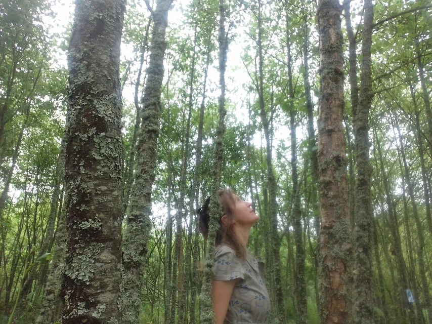 I am standing in a wood, looking up at the sky.