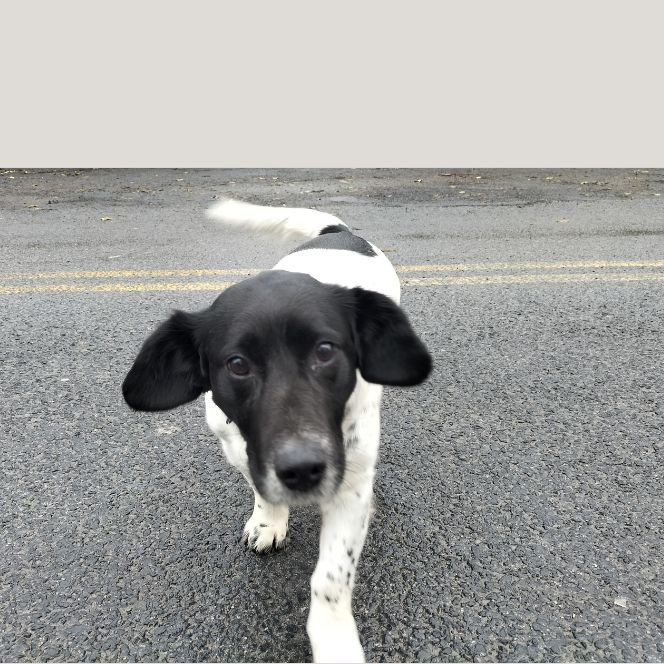A cute black and white dog.
