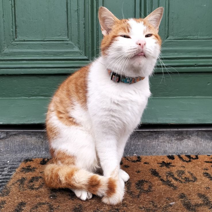 A cat waking up. He is red and white.