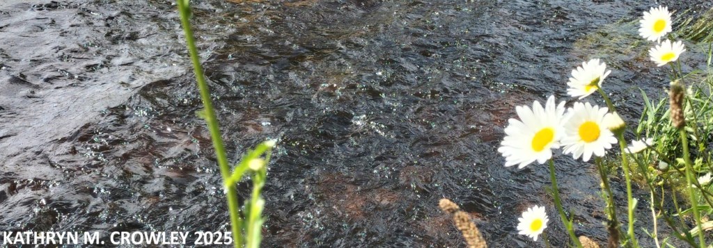 Daisies growing beside a river.