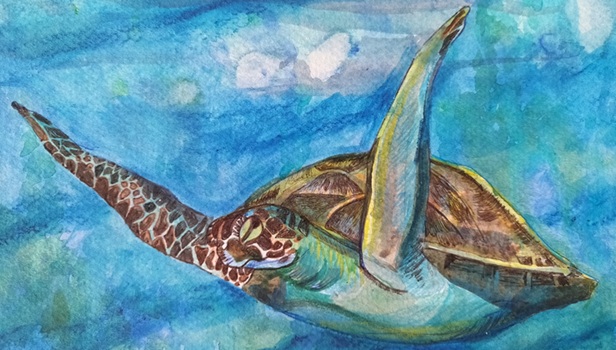 My turtle poem and the story of Solstice, who drifted 3,000 km from&nbsp;home