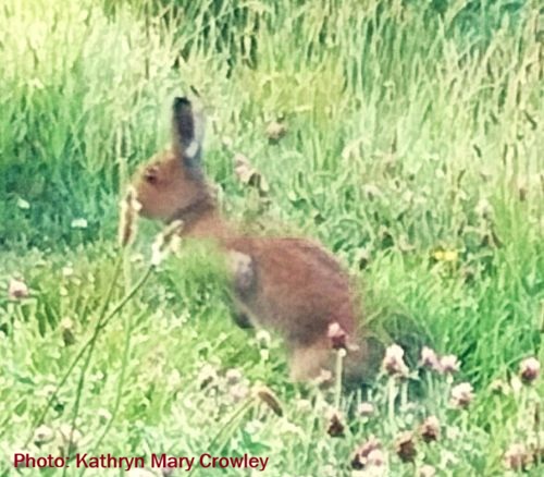 I took this photo near my home in the Summer. A hare is standing still, ears alert, in the tall grass. Sunlight illuminates all the details of its brown fur. Photo shows grass and lots of pink flowers.
