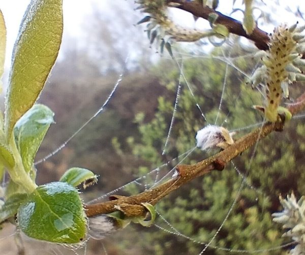 Protected: Collaboration