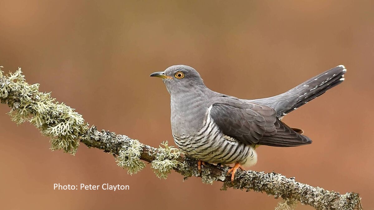 Cuckoo Bird Perched On Lichen Covered Branch. Photo: Peter Clayton.