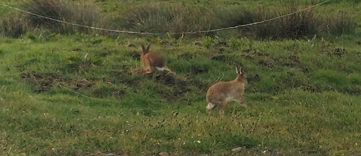 Two brown Irish hares
