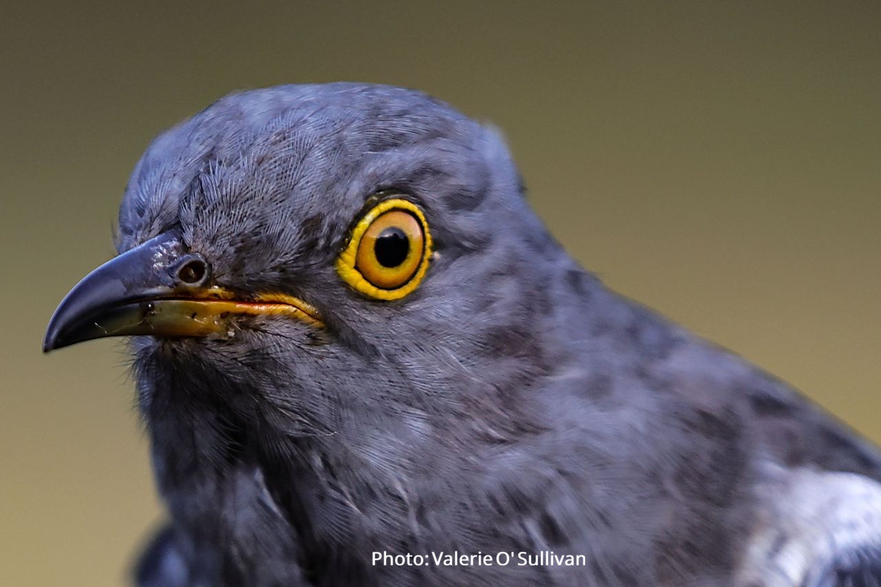 A grey cuckoo's face with yellow eyes. Profile photo by Valerie O'Sullivan.